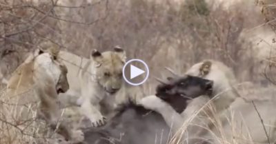 Video: Linh dương đầu bò lao thẳng vào bầy sư tử khi chạy trốn báo hoa mai