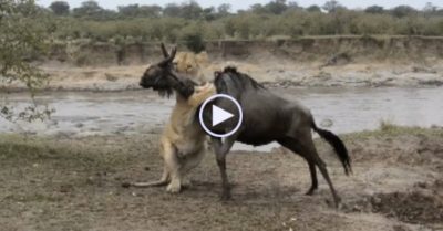 Video: Linh dương bất ngờ giữ được mạng trước hành động khó hiểu của sư tử