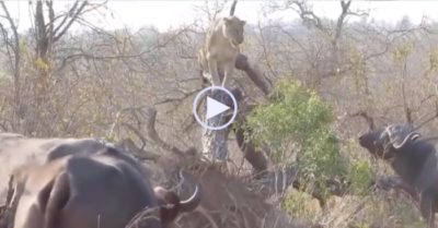 Video: Đi săn một mình, sư tử bị bầy trâu rừng truy đuổi phải leo lên cây để trốn