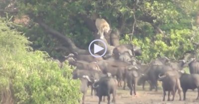 Video: Sư tử leo lên cây để tránh sự truy sát của bầy trâu rừng đông đảo