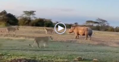 Video: Bầy sư tử nhận ra bài học đắt giá khi đi săn tê giác