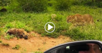 Video: Sư tử cái lao đến phục kích linh cẩu đang ngủ say