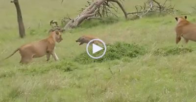 Video: Linh cẩu và chó rừng rủ nhau đến cướp mồi sư tử và kết cục