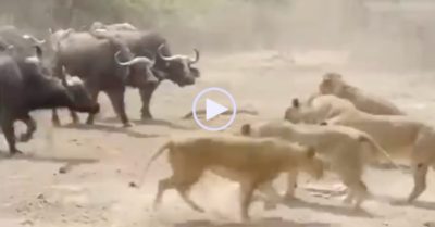Video: Màn đối đầu căng thẳng giữa 500 con trâu rừng và bầy sư tử đói