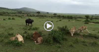 Video: Trâu rừng ‘ngông cuồng’ lao tới tấn công 4 con sư tử đang nằm nghỉ ngơi