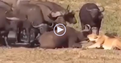 Video: Bầy trâu rừng hợp lực cứu đồng loại đang bị sư tử ghì xuống đất