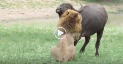 Video: Sư tử đực một mình hạ gục trâu rừng châu Phi cỡ lớn