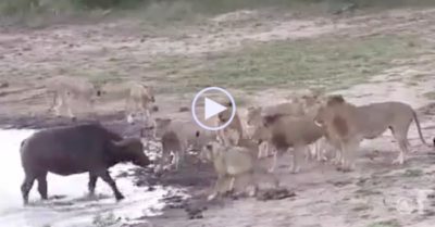 Video: Tách đàn đi uống nước, trâu rừng đơn độc bị 11 con sư tử đói truy sát