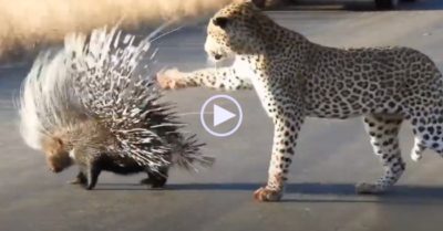 Video: Báo hoa mai nhận đau đớn vì trêu đùa nhím