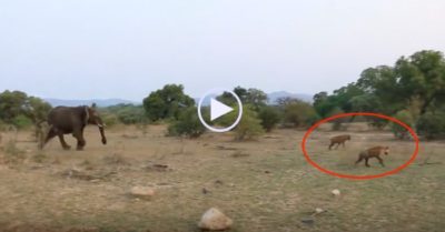 Video: Voi giải cứu sư tử bị thương trước 2 con linh cẩu háu đói