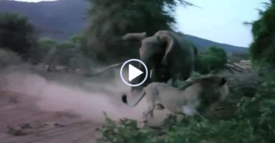 Video: Sư tử bị voi mẹ đuổi chạy thục mạng khi dám tấn công voi con
