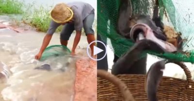 Video: Người đàn ông bắt cá mỏi tay khi nước lên