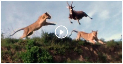 Video: Sư tử phi thân vồ gọn linh dương trên không trung