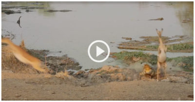 Video: Cá sấu vồ trượt linh dương ở ngay sát mũi