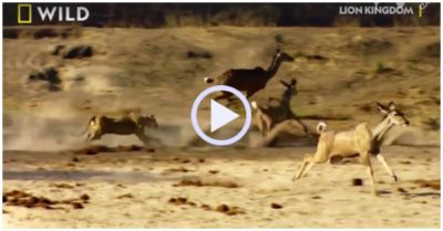 Video: Tin nhầm khỉ đầu chó, linh dương bỏ mạng dưới nanh vuốt sư tử