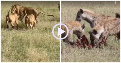 Video: Chờ sư tử hỗn chiến đàn linh cẩu lao đến cướp mồi