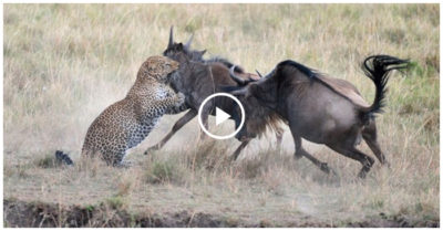 Video: Linh dương đầu bò mẹ húc bay báo hoa mai để cứu con