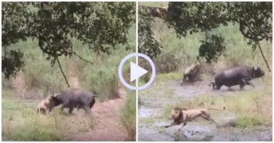 Video: Săn bầy trâu rừng, sư tử đực bị húc văng khỏi mặt đất