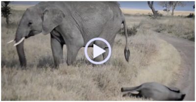 Video: Voi mẹ cao tay xử lý voi con lăn đùng ra đường ăn vạ