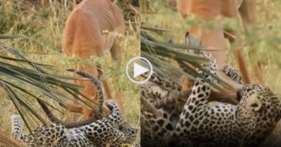 Video: Báo hoa mai đi săn một mình, đoạt mạng linh dương to gấp đôi