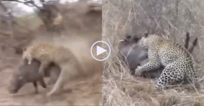 Video: Linh cẩu nâu đến cướp mồi ‘không may’ giúp lợn bướu thoát khỏi báo hoa mai