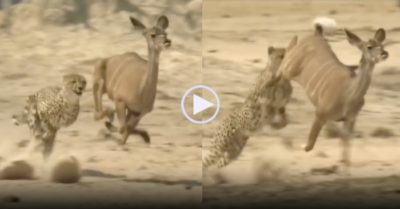 Video: Báo săn hạ sát linh dương Kudu trong tích tắc