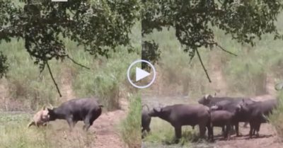 Video: Trâu rừng lao tới húc sư tử lên không trung để cứu nghé con