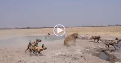 Video: Sư tử tìm cách thoát thân khi bị bầy chó hoang ‘đánh hội đồng’
