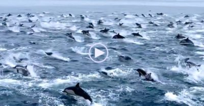 Video: Hàng trăm con cá heo thi nhau ‘nhảy múa’ ngoài khơi