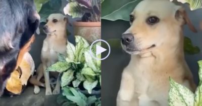 Video: Chú chó ‘hóa đá’ khi gặp đối thủ to lớn