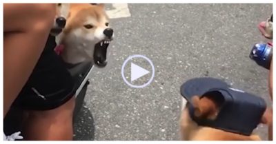 Video:  Hai cún con ‘đấu võ mồm’ khi dừng đèn đỏ