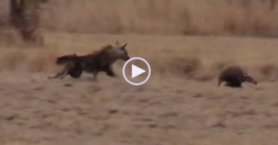 Video: Lợn đất thoát hàm linh cẩu nâu sau lớp bụi mù mịt