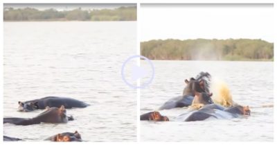 Video: Cá mập đâm vào hà mã và cái kết bất ngờ