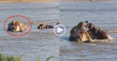 Video: Sư tử nhảy xuống sông khi bị hà mã lao tới cắn