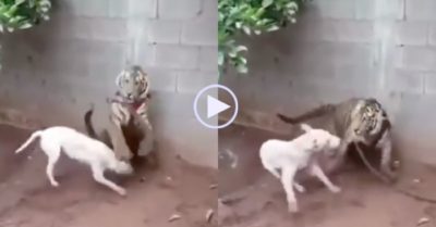 Video: Dại dột tấn công hổ, chó pitbull nhận kết cục đau đớn