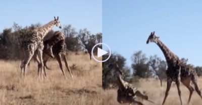 Video: Hươu cao cổ dùng ‘thiết đầu công’ chuẩn xác hạ knock-out đồng loại