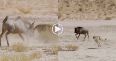 Video: Linh dương đầu bò đối đầu với 4 con báo săn