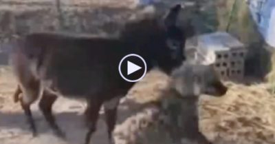 Video: Linh cẩu bất lực khi bị lừa cắn vào cổ rồi lắc mạnh nhiều vòng