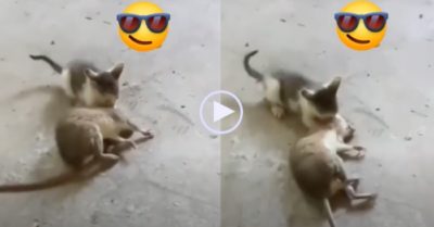 Video: Mèo con cắn vào tai, vất vả giữ chuột ‘khủng’