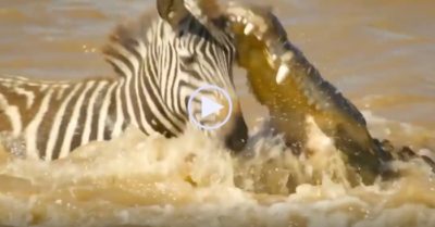 Video: Hành trình sang sông đầy nguy hiểm của ngựa vằn khi phải đối đầu với cá sấu và hà mã