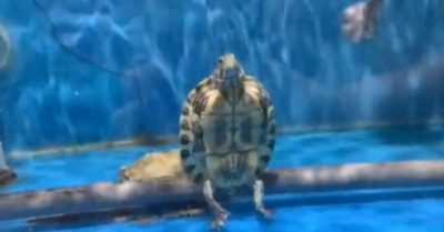 Video: Rùa ngồi trầm ngâm phó mặc sự đời