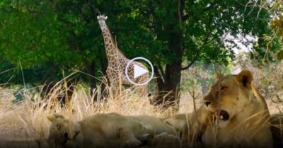 Vdeo: Do bản tính tò mò, hươu cao cổ phá hỏng cuộc săn của sư tử đang đói