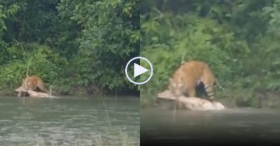 Video: Hổ Bengal phi thân tóm gọn hươu trên sông