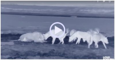 Video: 9 con linh cẩu đối đầu sư tử non để cướp mồi