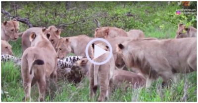 Video: Báo hoa mai một mình đối đầu 12 con sử tử