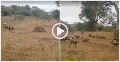 Video: Cuộc hỗn chiến tranh mồi giữa báo, linh cẩu và chó hoang