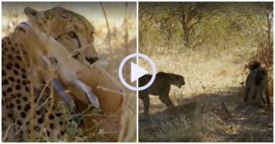 Video: Báo săn bỏ chạy dâng mồi cho linh cẩu