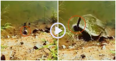 Video: Chim bồ câu tẩu thoát ngoạn mục khi bị cá đớp