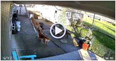 Video: Chó cưng trèo lên mái nhà bằng thang nhưng không tự xuống được