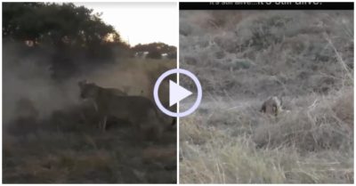 Video: Chó hoang giả chết đánh lừa đàn sư tử